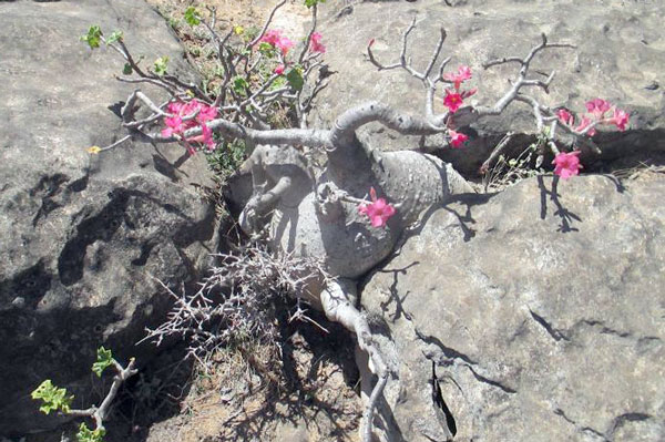 Adenium Dhofarense