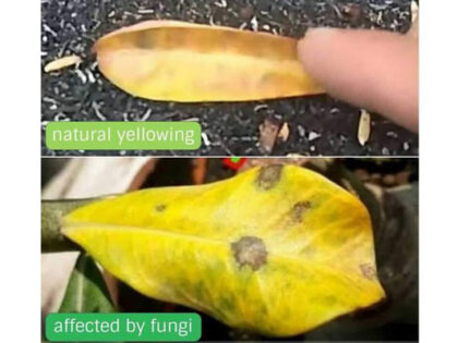 এ্যাডেনিয়াম হলুদ পাতার কারন ও প্রতিকার