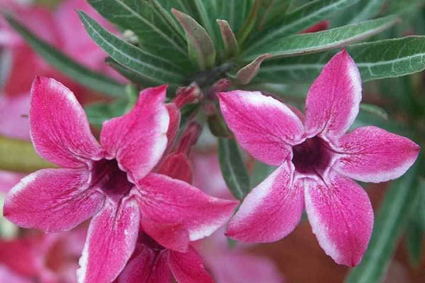 Adenium Somalense