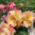 Adenium Yellow-03
