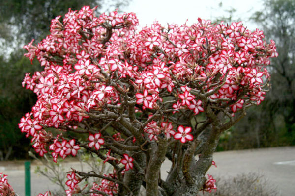 Adenium Multiflorum