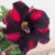 Adenium Dark-08