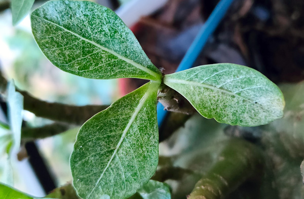 Spider mites and Adeniums