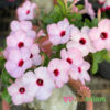 Adenium Swazicum-02