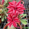 Adenium Red-03