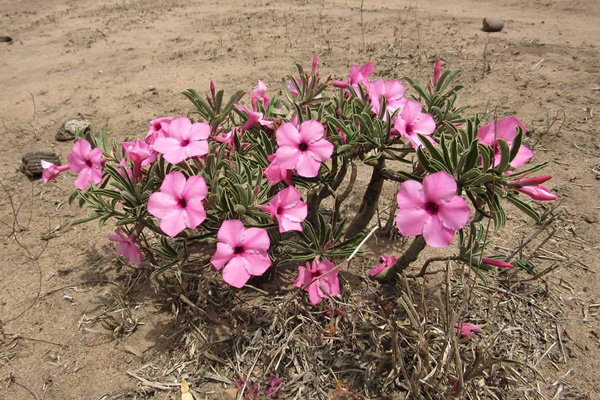 Adenium Swazicum