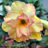 Adenium Wonder-Dragon