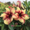 Adenium Yellow-04