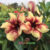 Adenium Yellow-04