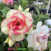 Adenium Yellow-05