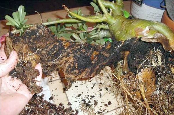 fungal infection adenium