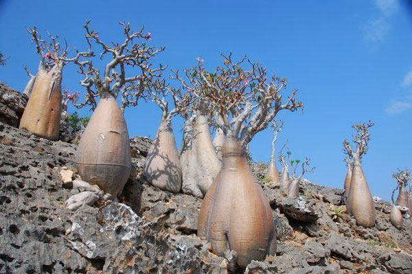 Adenium Socotranum