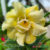Adenium Chorthong
