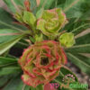 Adenium Morakot
