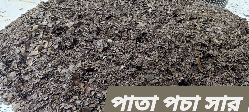 পাতা পঁচা সার (Leaf Compost)